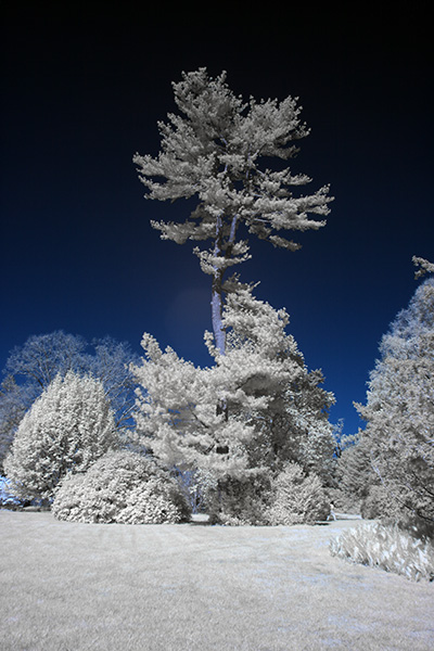 longwood27Apr2019_5386IR