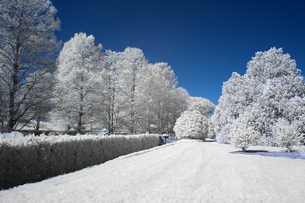 longwood27Apr2019_5397IR