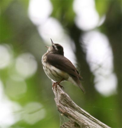 Louisiana Waterthrush