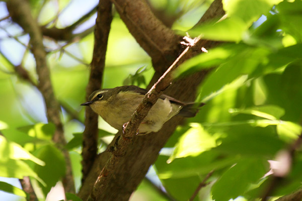 Louisiana Waterthrush