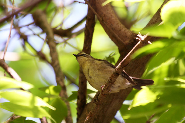 Louisiana Waterthrush