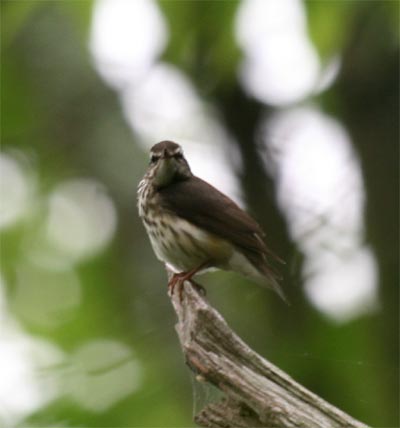 Louisiana Waterthrush