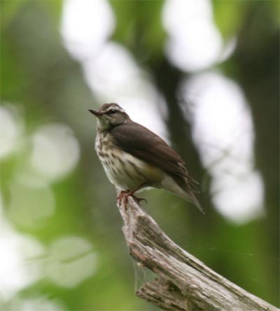 Louisiana Waterthrush