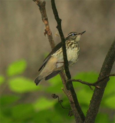 Louisiana Waterthrush