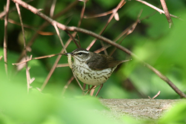 Louisiana Waterthrush