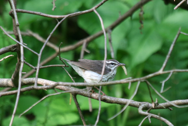 Louisiana Waterthrush