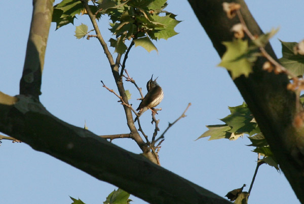 Louisiana Waterthrush