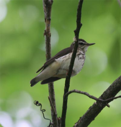 Louisiana Waterthrush