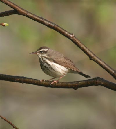 Louisiana Waterthrush