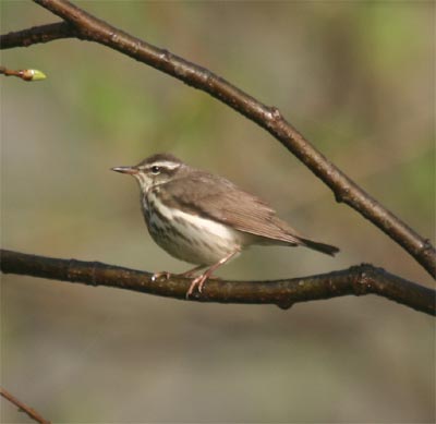 Louisiana Waterthrush