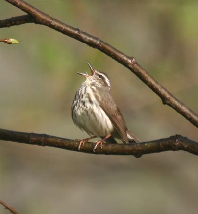 Louisiana Waterthrush