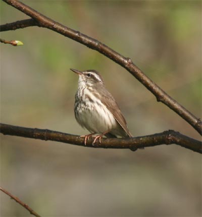 Louisiana Waterthrush