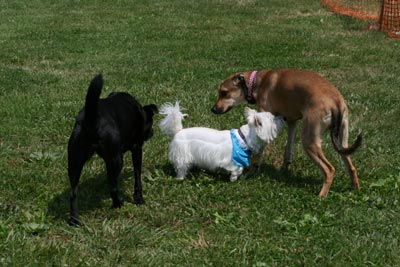 Madison and Comet at the Park