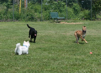 Madison and Comet at the Park