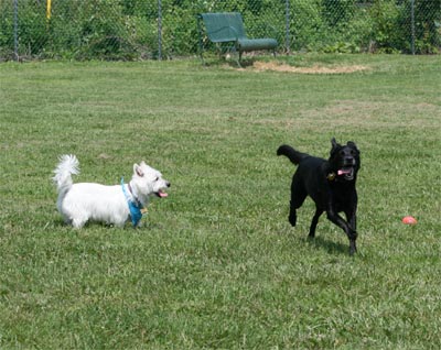 Madison and Comet at the Park