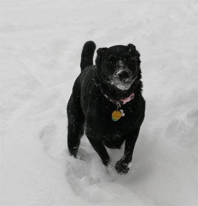 Madison in snow