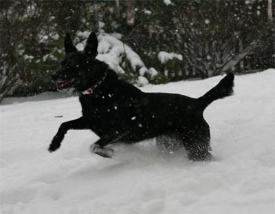 Madison in snow