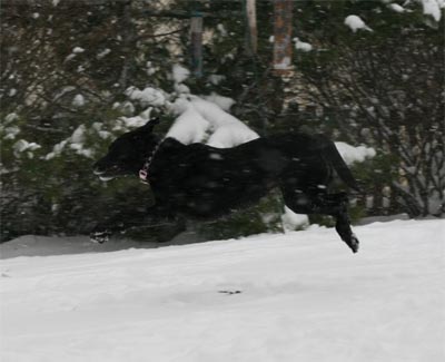 Madison in snow