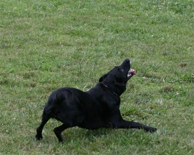 Madison at doggie park