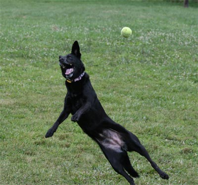 Madison at doggie park