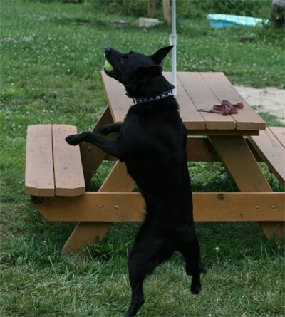 Madison at doggie park