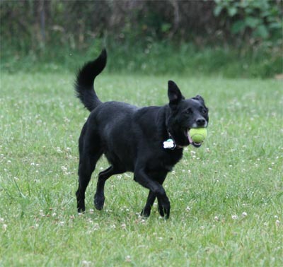 Madison at doggie park