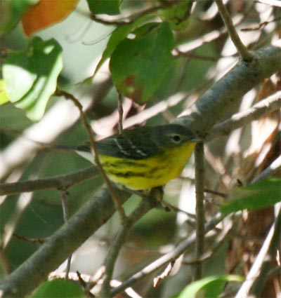 Magnolia Warbler