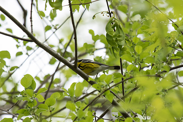 Magnolia Warbler