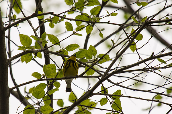 Magnolia Warbler