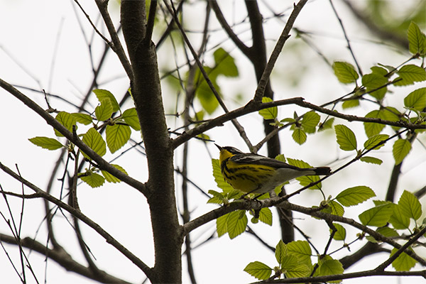 Magnolia Warbler