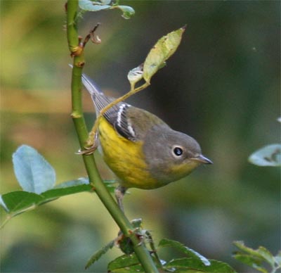 Magnolia Warbler