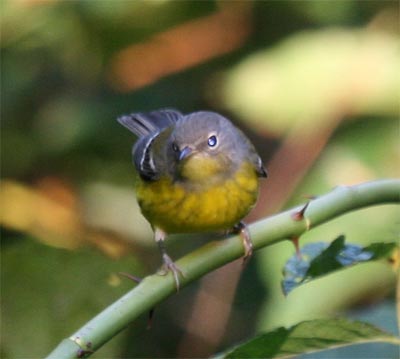 Magnolia Warbler