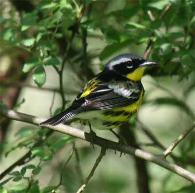 Magnolia Warbler