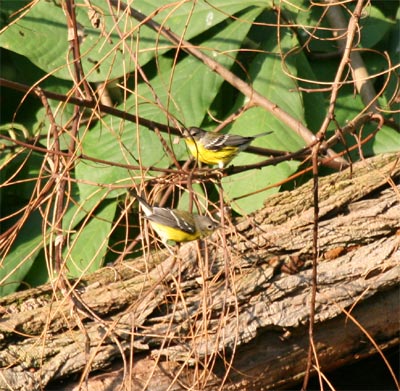 Magnolia Warbler