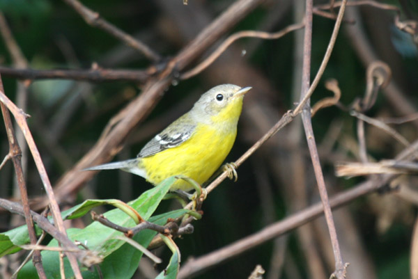 Magnolia Warbler