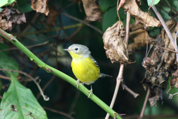 Magnolia Warbler