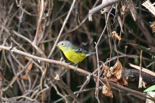 Magnolia Warbler