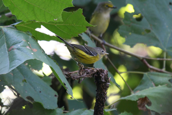 Magnolia Warbler