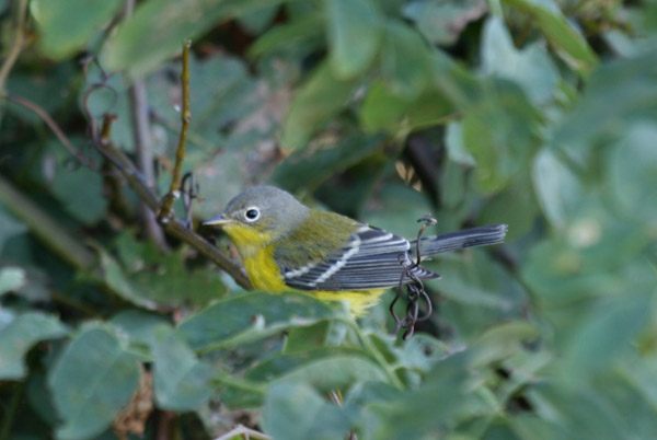 Magnolia Warbler