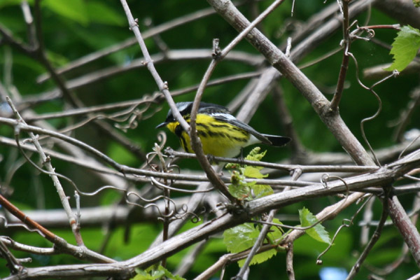 Magnolia Warbler