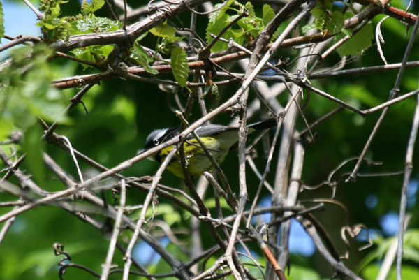 Magnolia Warbler