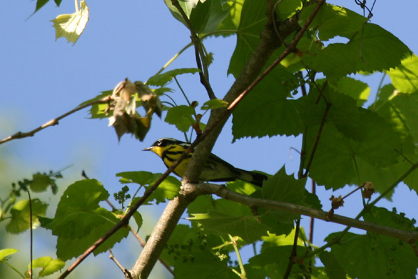 Magnolia Warbler