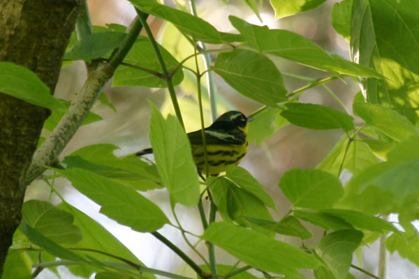 Magnolia Warbler