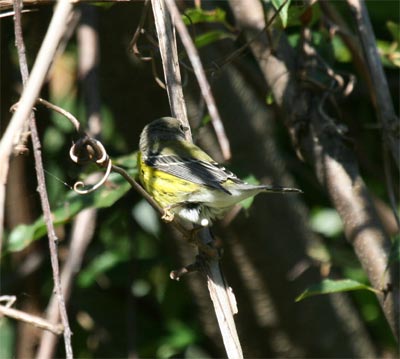 Magnolia Warbler