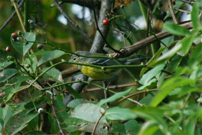 Magnolia Warbler