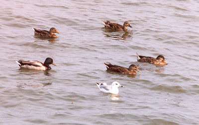 Mallards and Gull