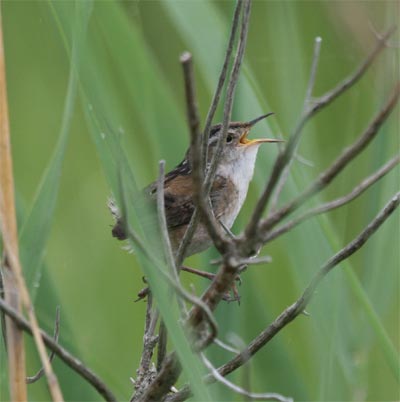 Marsh Wren