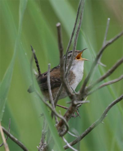 Marsh Wren