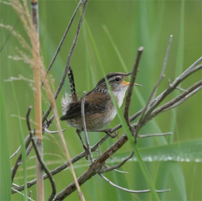 Marsh Wren