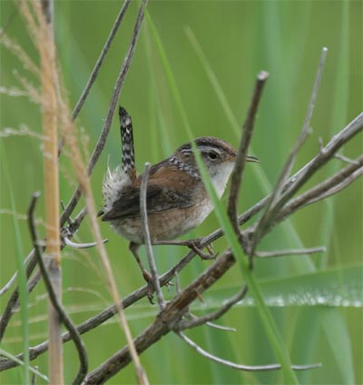 Marsh Wren